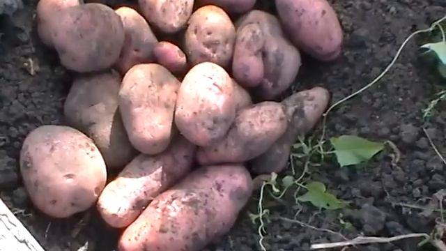 Какой сорт картошки лучше. Часть 4. Результаты эксперимента. смотреть онлайн