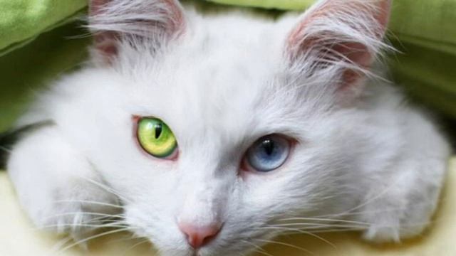 кошка беспородная смотреть онлайн