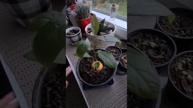 Развею 2 мифа о выращивании авокадо. Авокадо их косточки? Легко и просто.