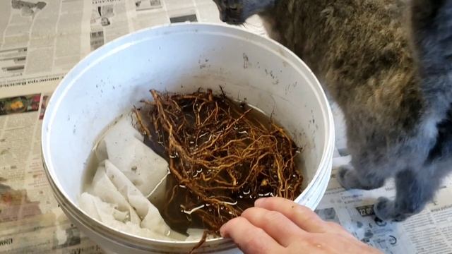 Корень ежевики сорт Небеса Могут Подождать.Размножение зимой. смотреть онлайн