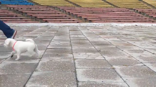 Цвержик с красной ленточкой смотреть онлайн