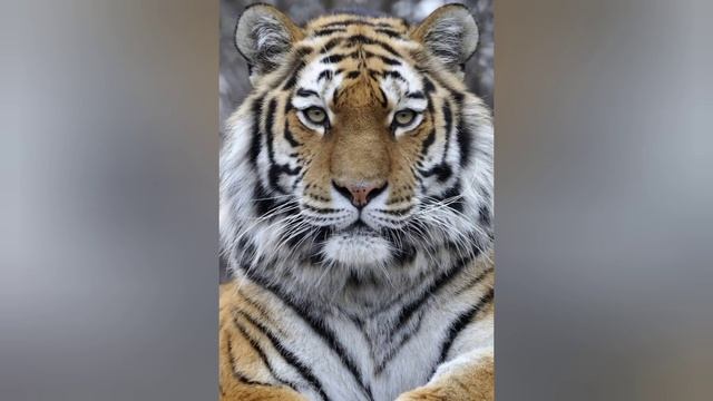 Тигр против Льва?? смотреть онлайн