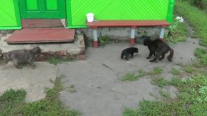 мотоблок Ока на чернозёме,от посадки до уборки.2018 г..mp4