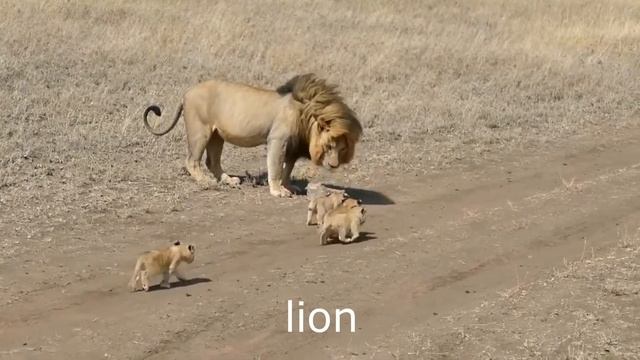 Vocabulary Carnivores - Animals - English. смотреть онлайн