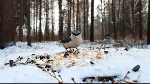 Видео для кошек. Птички летают | 30 минут