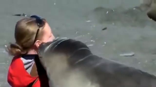 Девушка и морской тюлень ...Очень милое видео смотреть онлайн