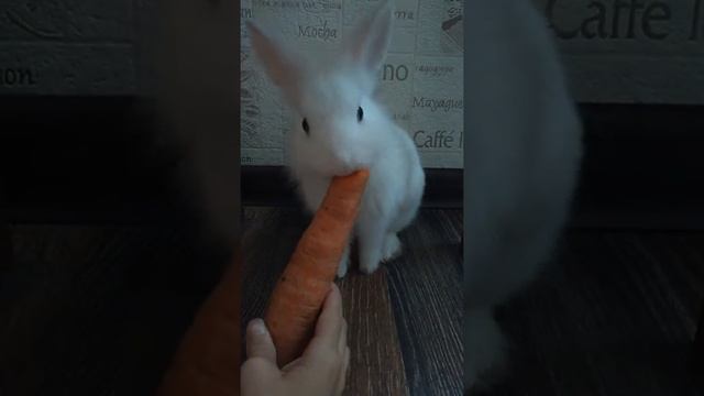 Кролик ест морковку 2 смотреть онлайн