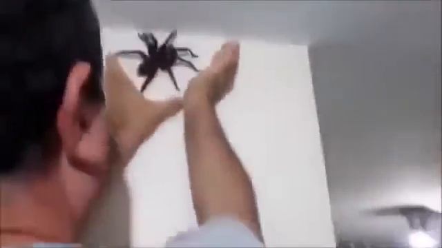 Как убрать паука со стены смотреть онлайн
