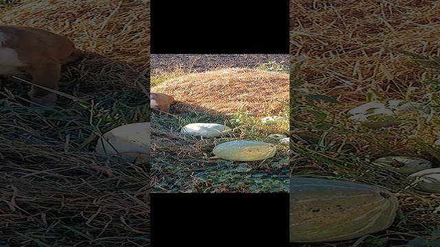 осенняя фотозона и Кореш😁