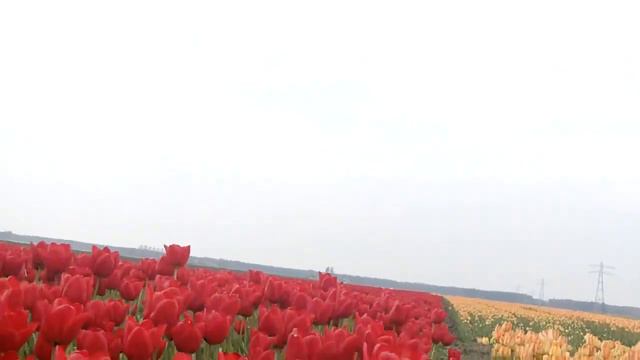 Тюльпаны. Tulpen смотреть онлайн