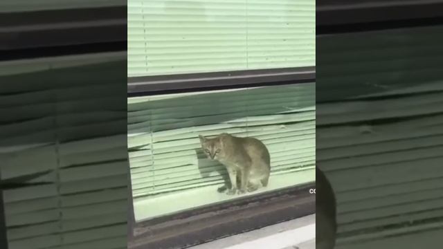 Чё уставился? смотреть онлайн