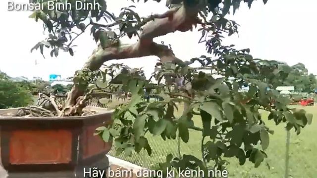 Visiting beautiful trees at the bonsai exhibition - Bonsai Binh Dinh смотреть онлайн