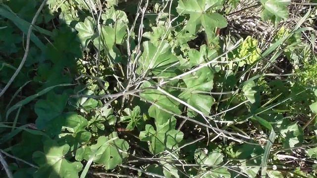 μολόχα - Malva Sylvestris -