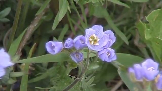 Showy Jacob's-Ladder (Polemonium pulcherrimum) смотреть онлайн