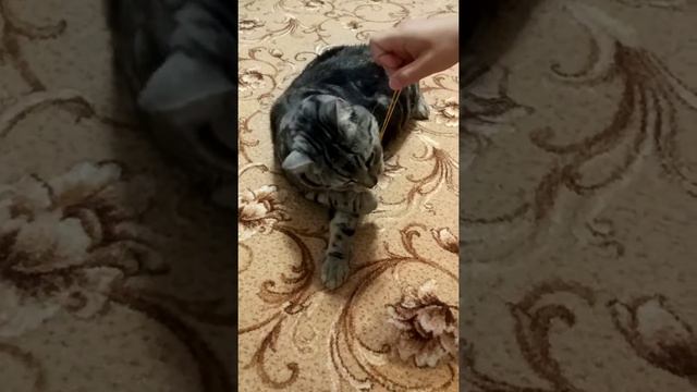 Кот и резинка смотреть онлайн