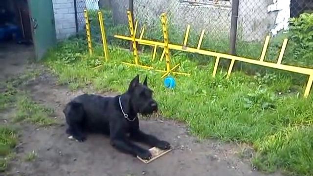 Комплекс на маркере, Фесс смотреть онлайн