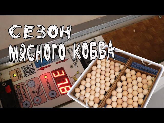 Режим инкубации бройлерного яйца Схема инкубации куриных яиц проверенная годами смотреть онлайн