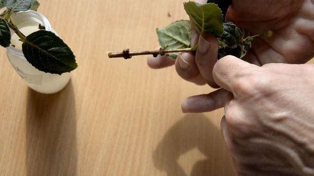 Фуксии: укоренение в воде смотреть онлайн