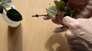 Фуксии: укоренение в воде