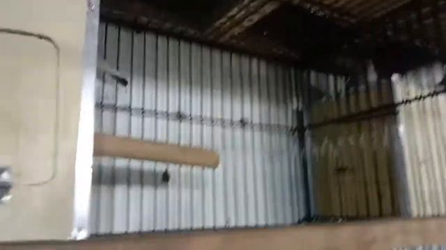 Gray java pair for sale in location lahore healthy and active pair cargo available 03233385103 смотреть онлайн