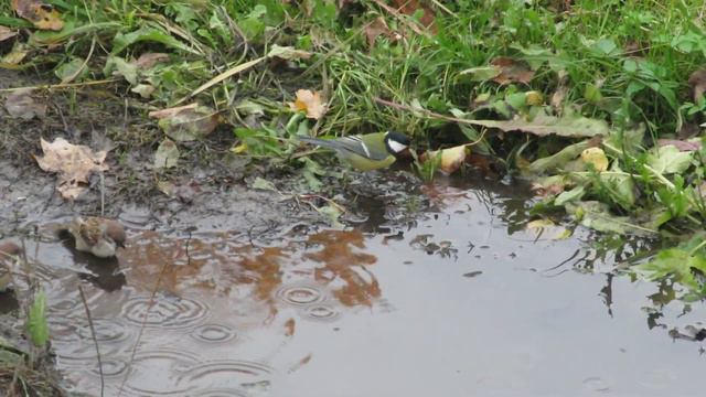 Зарянка ,Синица и Воробьи.Всем понравилась лужа после дождя смотреть онлайн