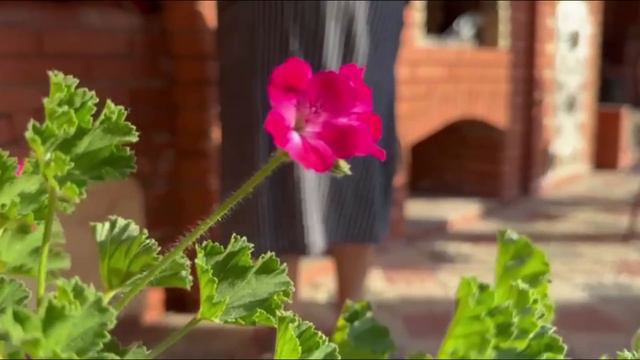 Picking Fresh Tea Leaves - Day At A Tea Plantation In Azerbaijan