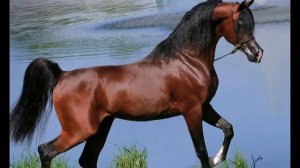 ТОП - 5 самых популярных пород лошадей