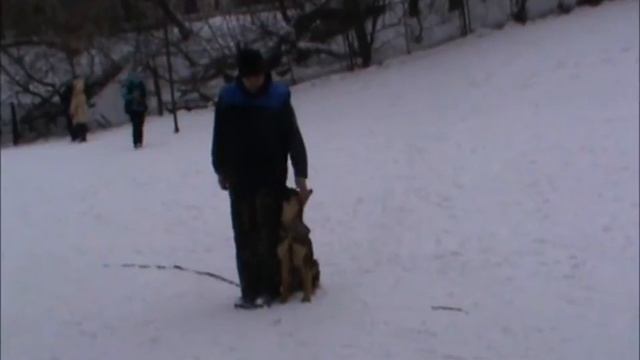 Integra Eqidius. 5,5 месяцев. Тренировка Послушания. смотреть онлайн
