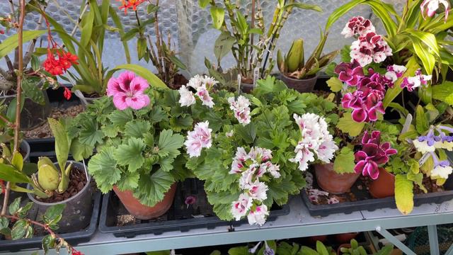 Pelargonium (Geranium) Care Tips - What Works For Me...