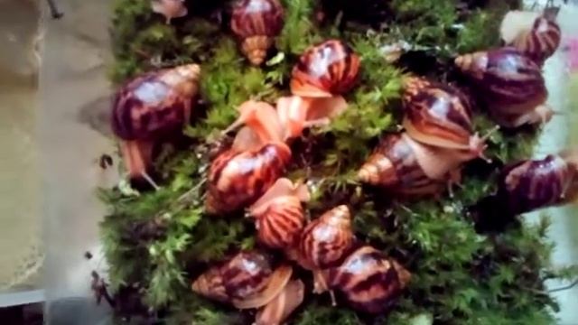 Первая кладка яиц улиток ахатин  в этом году 23.06.21