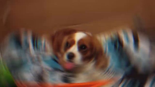 Породы собак спаниелей смотреть онлайн