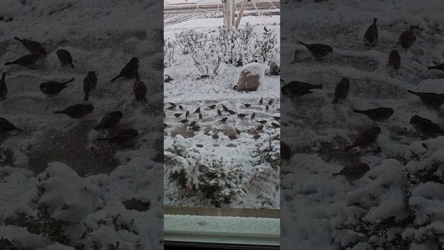 The Wildlife Outside my Window #sparrows #birds #snow смотреть онлайн