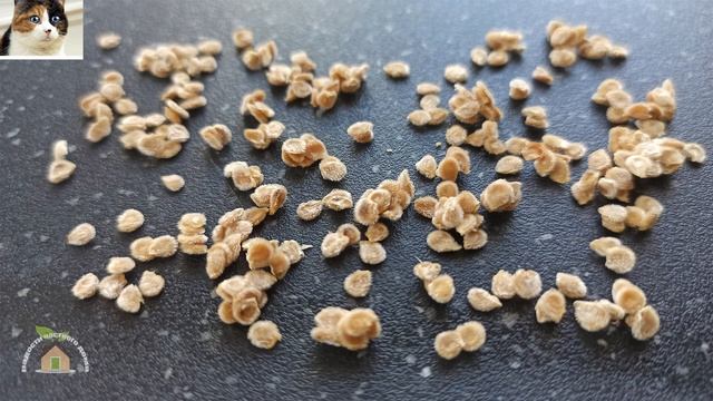 Способы как ускорить всхожесть семян. Как быстро прорастить семена смотреть онлайн