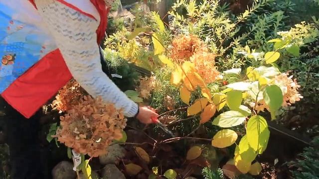 ОБРЕЗКА метельчатой гортензии Dentelle de Gorron -2022 год смотреть онлайн