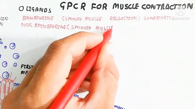 G couple protein receptor,muscle contraction,signaling @muhammadumerfarooqbiology7083 смотреть онлайн