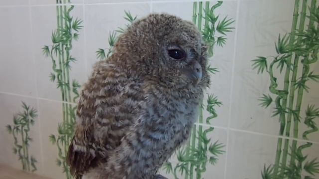 Что делать, если нашли совёнка? Как выпустить сову в природу? Серая неясыть 17 - 2018 (27) смотреть онлайн