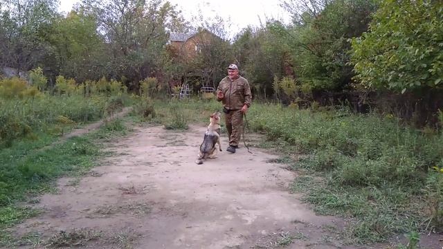 Как правильно приучить выполнять команду ко мне чехословатского волчака! смотреть онлайн