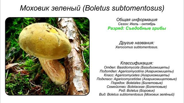 20 ВИДОВ СЪЕДОБНЫХ ГРИБОВ (ЧАСТЬ 2) Собирайте только те грибы в которых вы на 100% уверены смотреть онлайн