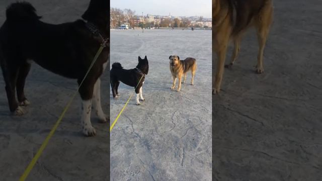 Американская акита Граф смотреть онлайн