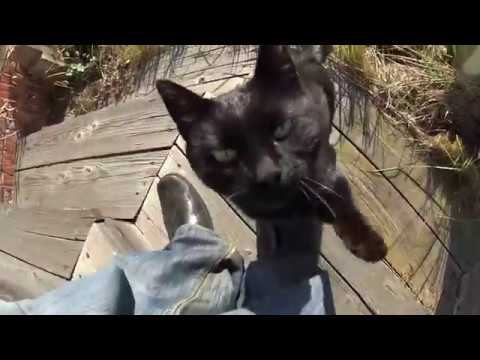 Черная Кошка Пришла к Дому смотреть онлайн