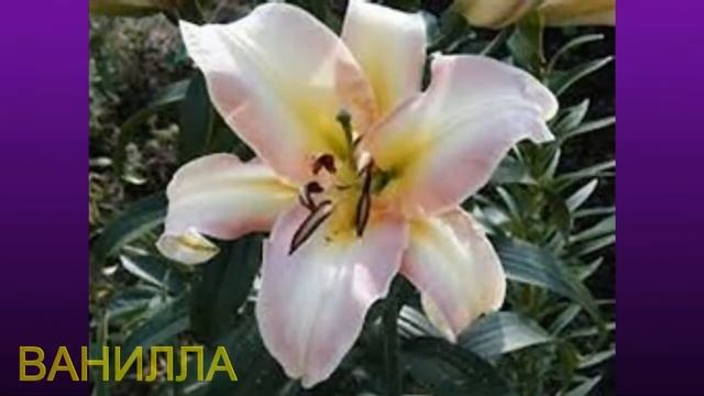 ЛА - ГИБРИДЫ ЛИЛИИ смотреть онлайн