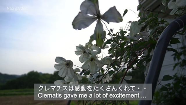 【ガーデニングvlog 】意外と簡単‼️クレマチスの魅力✨｜クレマチスの育て方＆気をつける事｜The charm of clematis and how to grow it смотреть онлайн