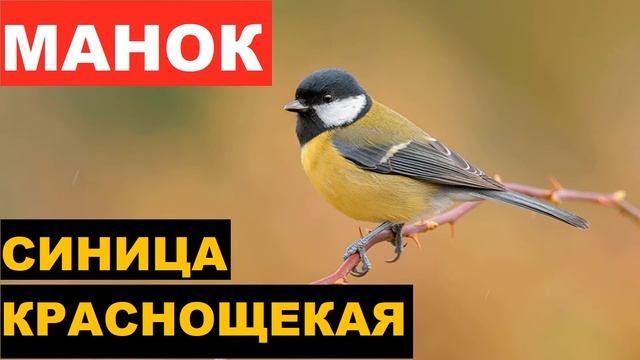 ?ГОЛОС (МАНОК) СИНИЦА КРАСНОЩЕКАЯ смотреть онлайн