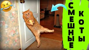 Смешные видео про котов и кошек! Смешные видео! Приколы про котов! Выпуск №19