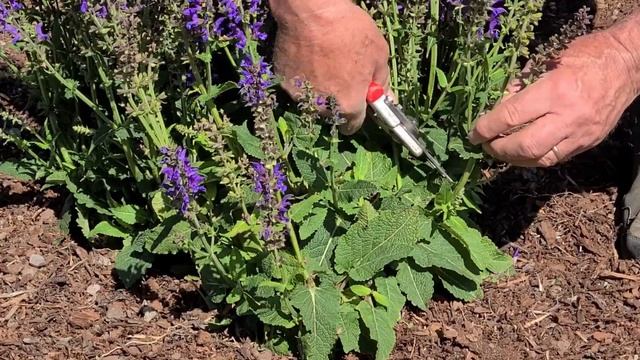 EASY Tips To Get The BEST From Perennial Meadow Sages // Salvia May Night & Blue Hill смотреть онлайн