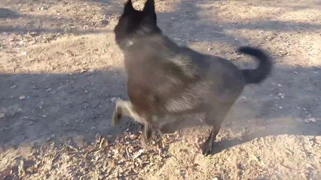 Собака кружится смотреть онлайн