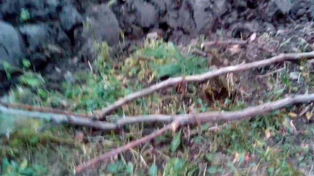 ОБРЕЗКА и подготовка винограда к зиме.Как укрыть виноград на зиму смотреть онлайн