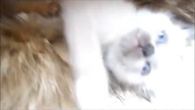 милая семейка котят смотреть онлайн