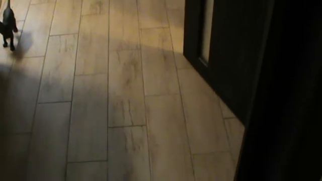 котята Канадского сфинкса. смотреть онлайн