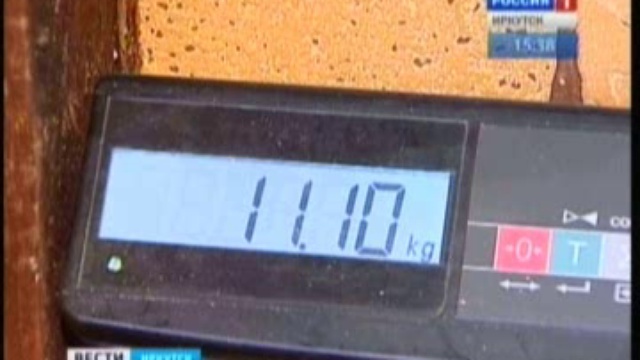 Детеныша нерпы выхаживают в зоогалерее Иркутска смотреть онлайн